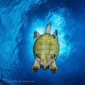  Turtle was very friendly waited him cover sun knew would make nice light situation. Shot Little Cayman Canon 7D Tokina 1017 YSD1s. situation 10-17 10 17 YSD-1s. YSD-1s YSD 1s.  